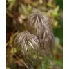 Alppikärhö Clematis alpina Viheraarni