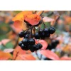 Aronia Melanocarpa