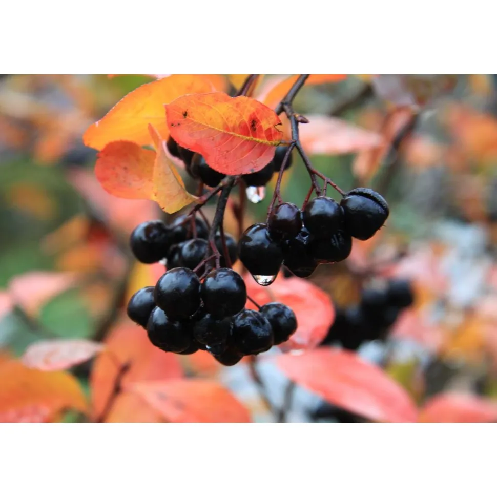 Aronia Melanocarpa