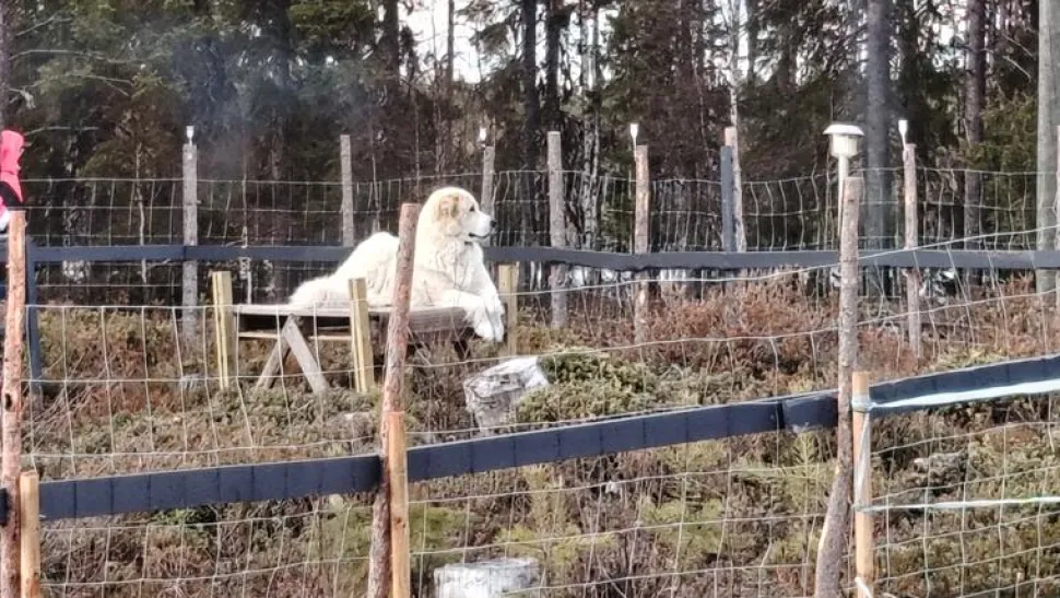 Eläinverkko Zn 1,5x50 m muuttuva silmäkoko