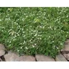 Grönlanninhanhikki Sibbaldiopsis tridentata Nuuk