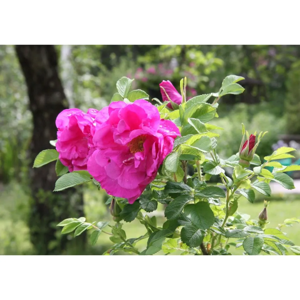 Hansaruusu Rosa Viheraarni Hansa