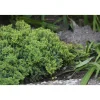Harokataja Juniperus procumbens Viheraarni Nana 30-40