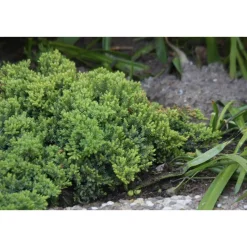 Harokataja Juniperus procumbens Viheraarni Nana 30-40