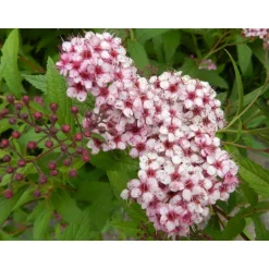 Japaninangervo Viheraarni Spiraea Jap. Sparkling Champagne
