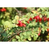 Japaninhappomarja Berberis thunbergii Viheraarni