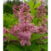 Kaarisyreeni Syringa x josiflexa Viheraarni Veera