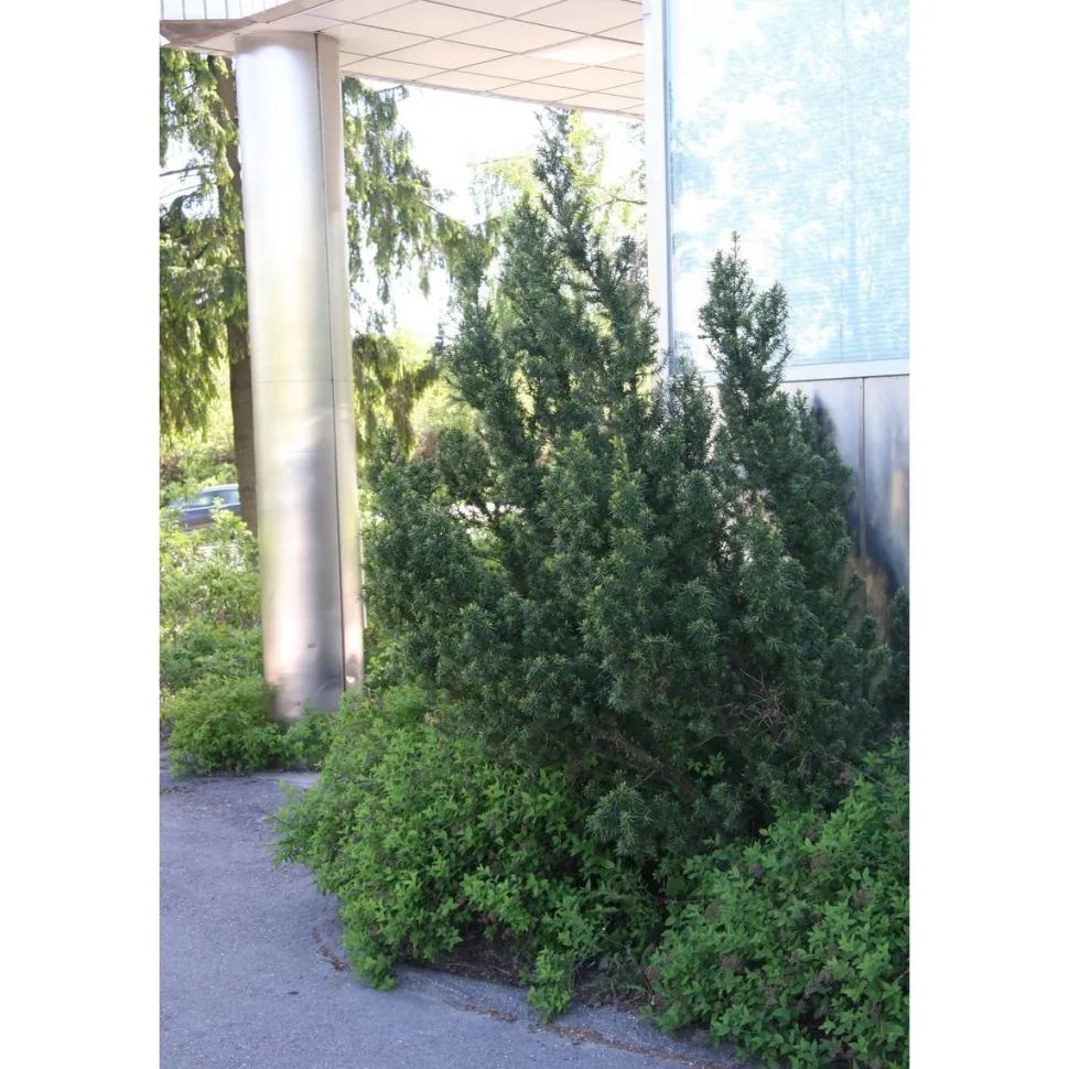 Kartiomarjakuusi Taxus x media Viheraarni Hillii 40-50