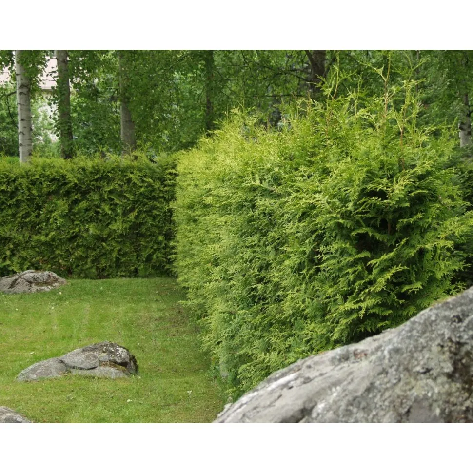 Kartiotuija Thuja occ. Viheraarni Brabant 80-100