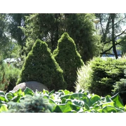 Kartiovalkokuusi Picea glauca Viheraarni Conica 40-50