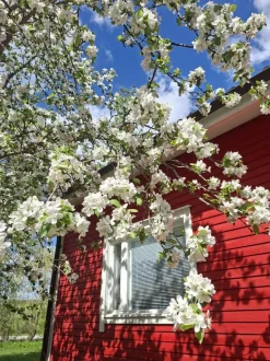 Keinun pehmustesarja Varax Riviera/Teneriffa eri värejä
