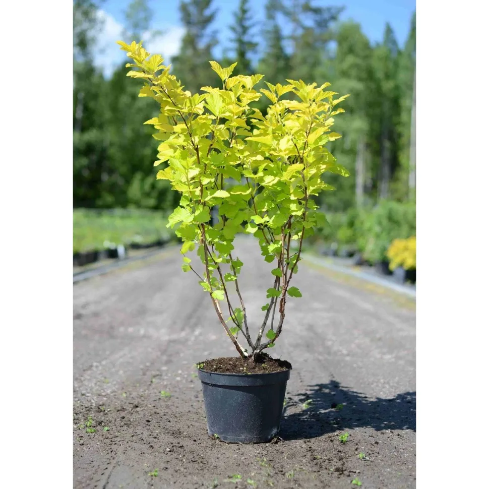 Keltaheisiangervo Physocarpus opulifolius Viheraarni Darts Gold