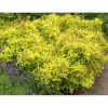 Keltakeijuangervo Spiraea jap. Viheraarni Golden Princess