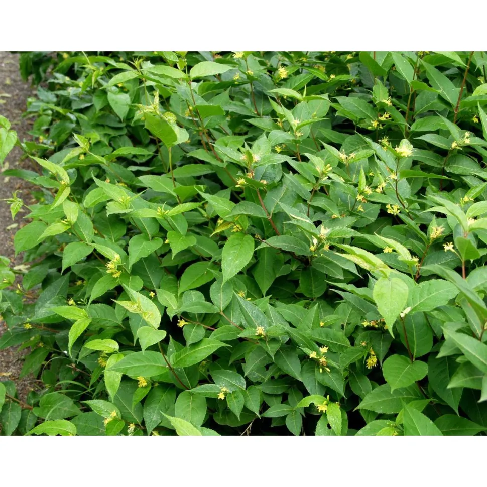 Keltavuohenkuusama Diervilla lonicera Viheraarni