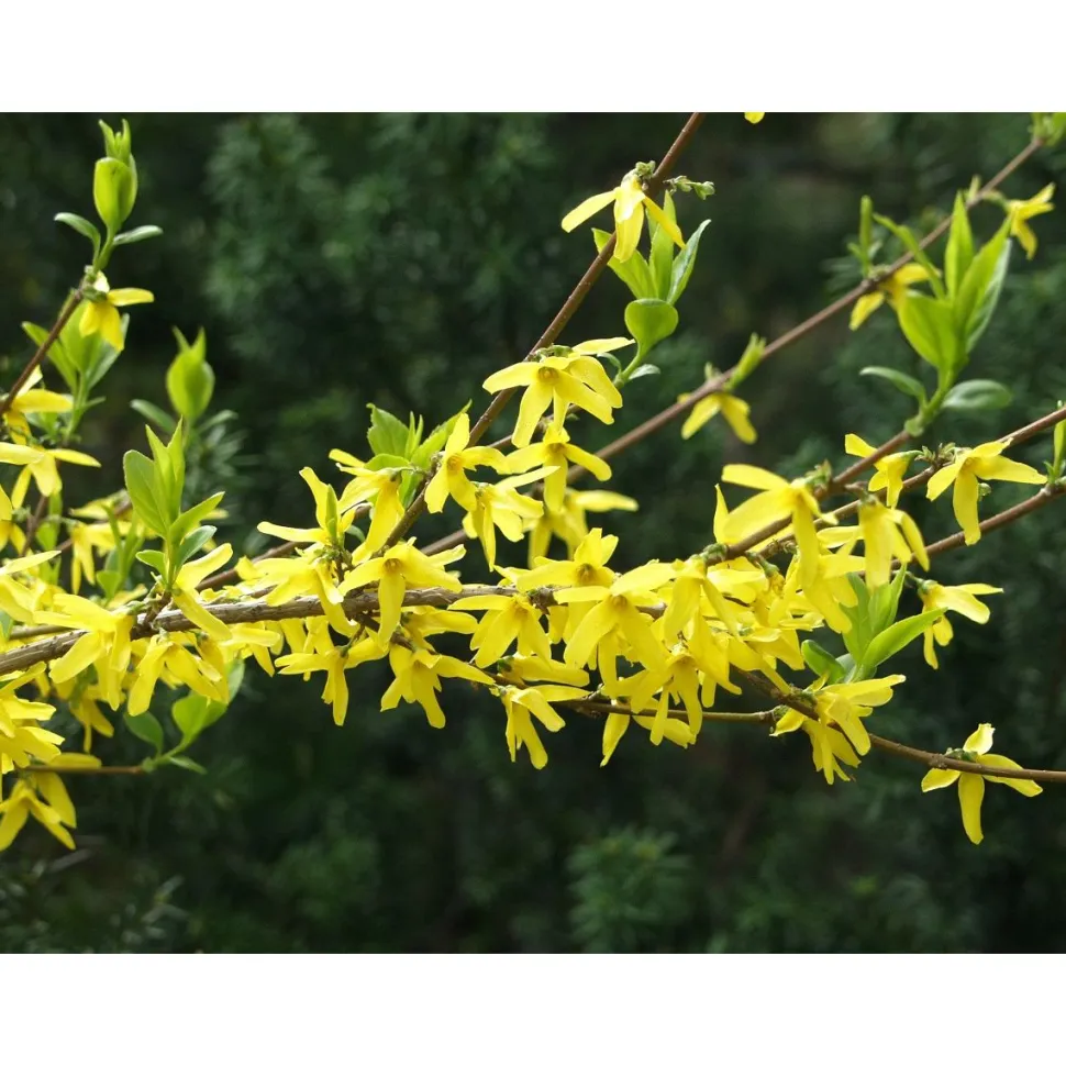 Komeaonnenpensas Forsythia x intermedia Viheraarni Week End