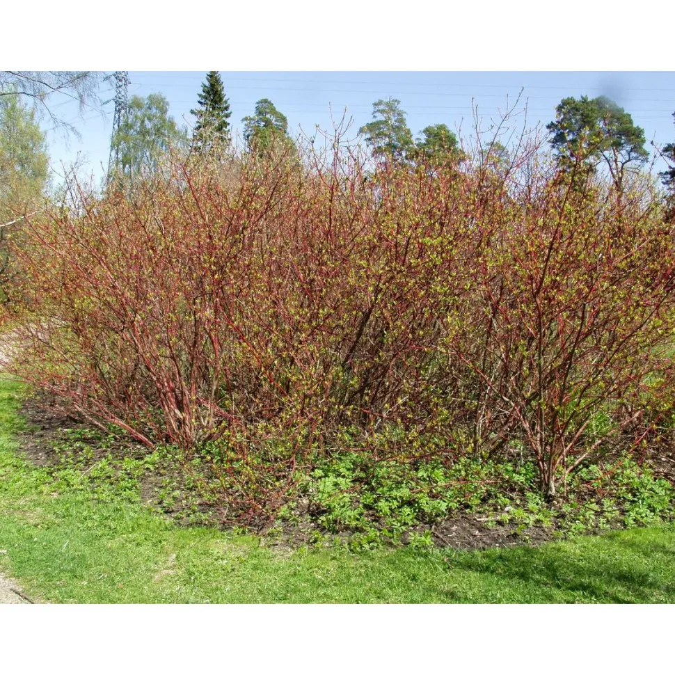 Korallikanukka Cornus alba Viheraarni Sibirica