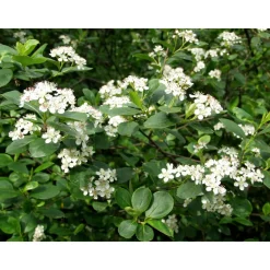Koristearonia Aronia x prunifolia Viheraarni