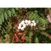 Koruhelmipihlaja Viheraarni Sorbus Koehneana