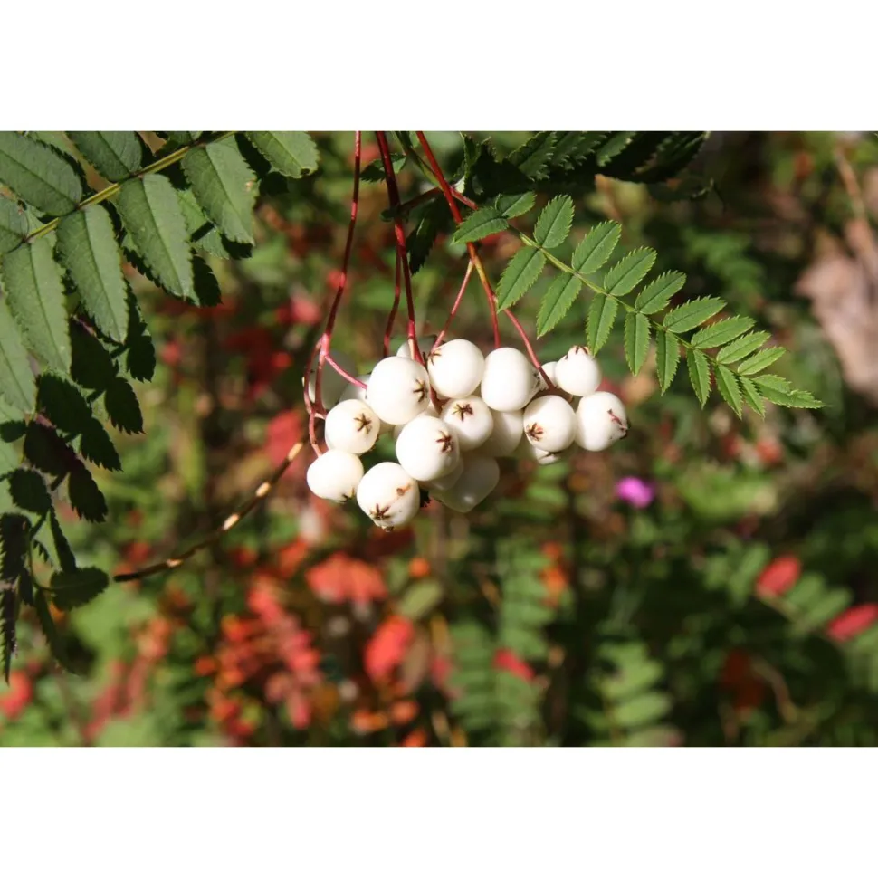 Koruhelmipihlaja Viheraarni Sorbus Koehneana