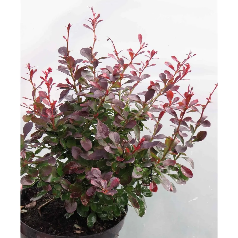 Kääpiöpurppurahappomarja Berberis thunbergii Viheraarni Atropurpurea Nana