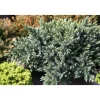 Kääpiösinikataja Juniperus sq. Viheraarni Blue Star 20-25