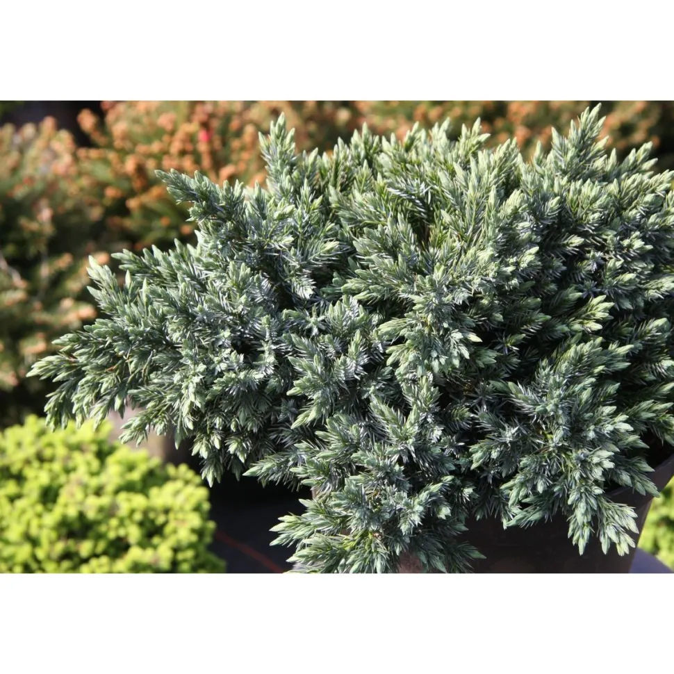 Kääpiösinikataja Juniperus sq. Viheraarni Blue Star 20-25