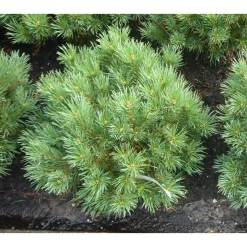 Kääpiövuorimänty Viheraarni Pinus Mugo Var. Pumilio 40-50