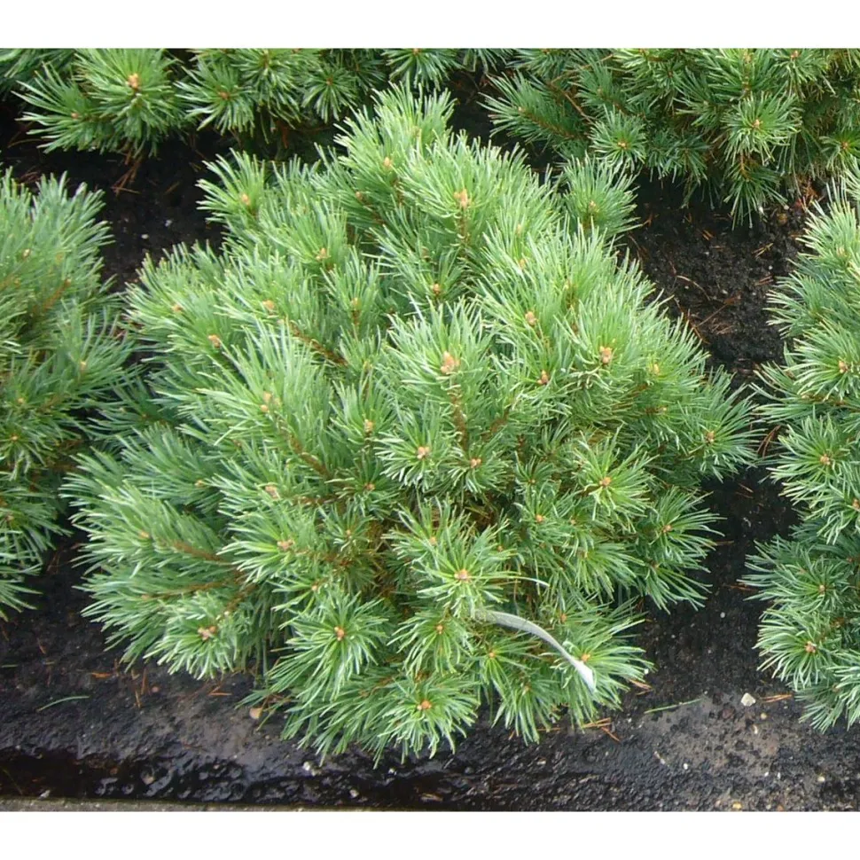 Kääpiövuorimänty Viheraarni Pinus Mugo Var. Pumilio 40-50