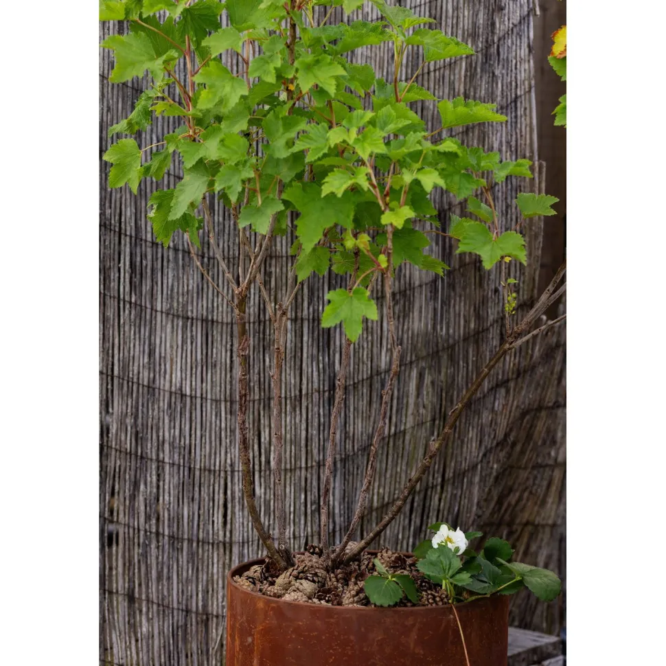 Käpykate Kekkilä 50 säkkiä x 30l/lava, 1500 litraa