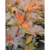 Kupariheisiangervo Physocarpus opulifolius Viheraarni Mindia