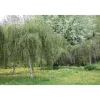 Kyynelkoivu Betula pendula Viheraarni Youngii 150
