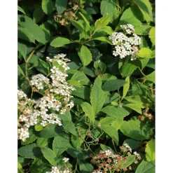 Lamopensasangervo Spiraea decumbens Viheraarni