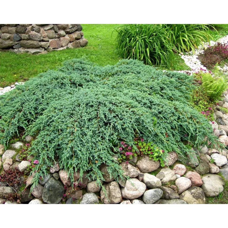 Lamosinikataja Juniperus sq. Viheraarni Blue Carpet 30-40