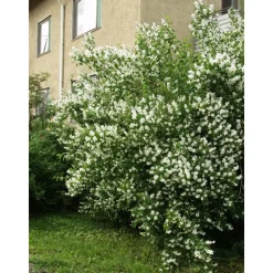 Loistojasmike Philadelphus lewisii Viheraarni Tähtisilmä