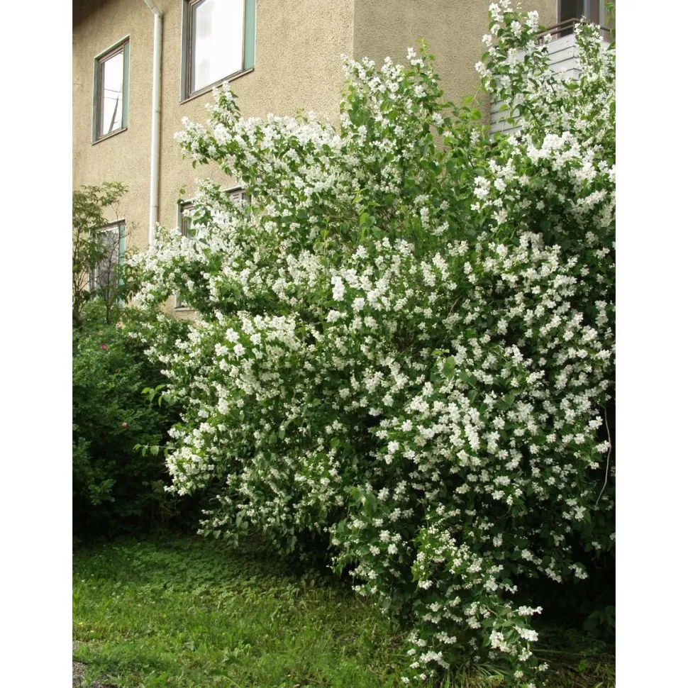 Loistojasmike Philadelphus lewisii Viheraarni Tähtisilmä