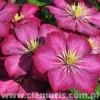 Loistokärhö Viheraarni Clematis Ville De Lyon