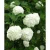 Lumipalloheisi Viburnum opulus Viheraarni Pohjan Neito