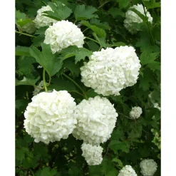 Lumipalloheisi Viburnum opulus Viheraarni Pohjan Neito