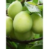 Luumu Prunus domestica Viheraarni Laatokan helmi