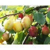 Luumu Prunus domestica Viheraarni Victoria