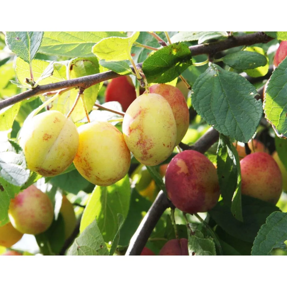 Luumu Prunus domestica Viheraarni Victoria