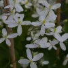 Mantsuriankärhö Clematis mandschurica Viheraarni