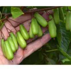Minikiivi Actinidia kolomikta Viheraarni Vitakola