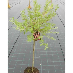 Mirripaju Salix gracilistyla Viheraarni MT Aso 120