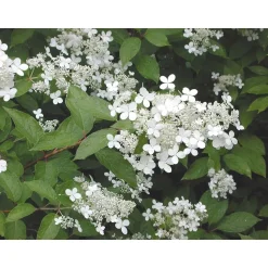 Mustilanhortensia Hydrangea paniculata Viheraarni Mustila