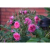Neilikkaruusu Rosa Viheraarni Pink Grootendorst