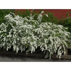 Norjanangervo Spiraea Viheraarni Grefsheim