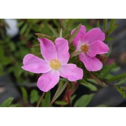 Nukkeruusu Rosa nitida Viheraarni