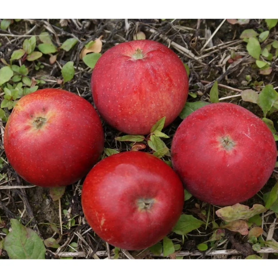 Omenapuu Malus domestica Viheraarni Punaposki