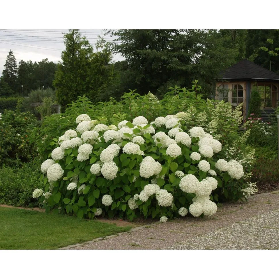 Pallohortensia Hydrangea arborescens Viheraarni Annabelle
